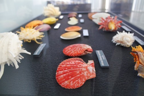 Exposição Moluscos Jóias da Natureza – Engenho São Jorge dos Erasmos