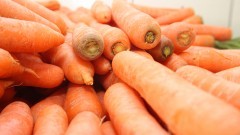 Beterrabas e Cenouras – Tubérculos