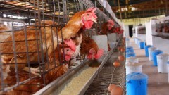 Avicultura – Faculdade de Zootecnia e Engenharia de Alimentos