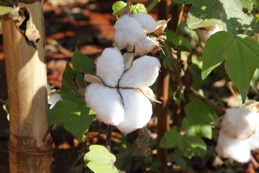 Plantação de algodão – Esalq