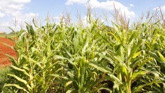 Plantação de milho – Esalq