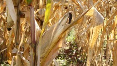 Plantação de milho II – Esalq