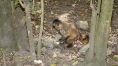 Macaco-prego da Caatinga