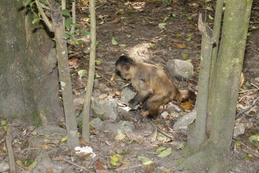 Macaco-prego da Caatinga