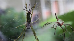 richonephila clavipes (anteriormente chamada Nephila clavipes), conhecido pelo nome comum de Aranha-de-teia-amarela é uma espécie comum de aranha. Vive nas regiões mais quentes das Américas, podendo ser encontrada da Argentina aos Estados Unidos, o que inclui também o Brasil.