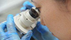 Detalhe de pesquisadora observando material microscópico em microscópio no ICB. Foto Cecília Bastos