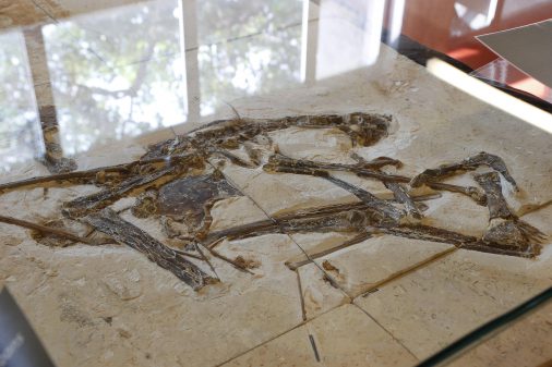 Exposição Fósseis do Araripe no Instituto de Geociências