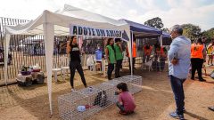 Festa de adoção de pets (cachorros e gatos) do projeto CORACÃO no Festival Jaya, local: Parque da Juventude, São Paulo-SP. Foto: Cecília Bastos.