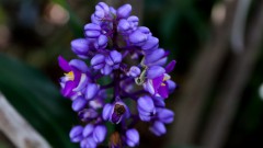 Espécie de flor de jardim, abelha azul ou delfínio. foto Cecília Bastos.