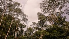 Floresta Amazônica. Foto: Cecília Bastos/USP Imagem