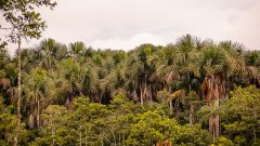 Arvore Buriti na floresta Amazonica. Foto: Cecília Bastos/USP Imagem