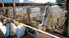 Gado de corte do Laboratório de Avaliação animal e qualidade de carne do campus de Pirassununga. Foto: Cecília Bastos/USP Imagem