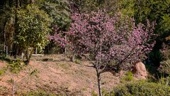 Cerejeira no Jardim Japonês da USP. Foto: Cecília Bastos/USP ImagemFoto: Cecília Bastos/USP Imagem