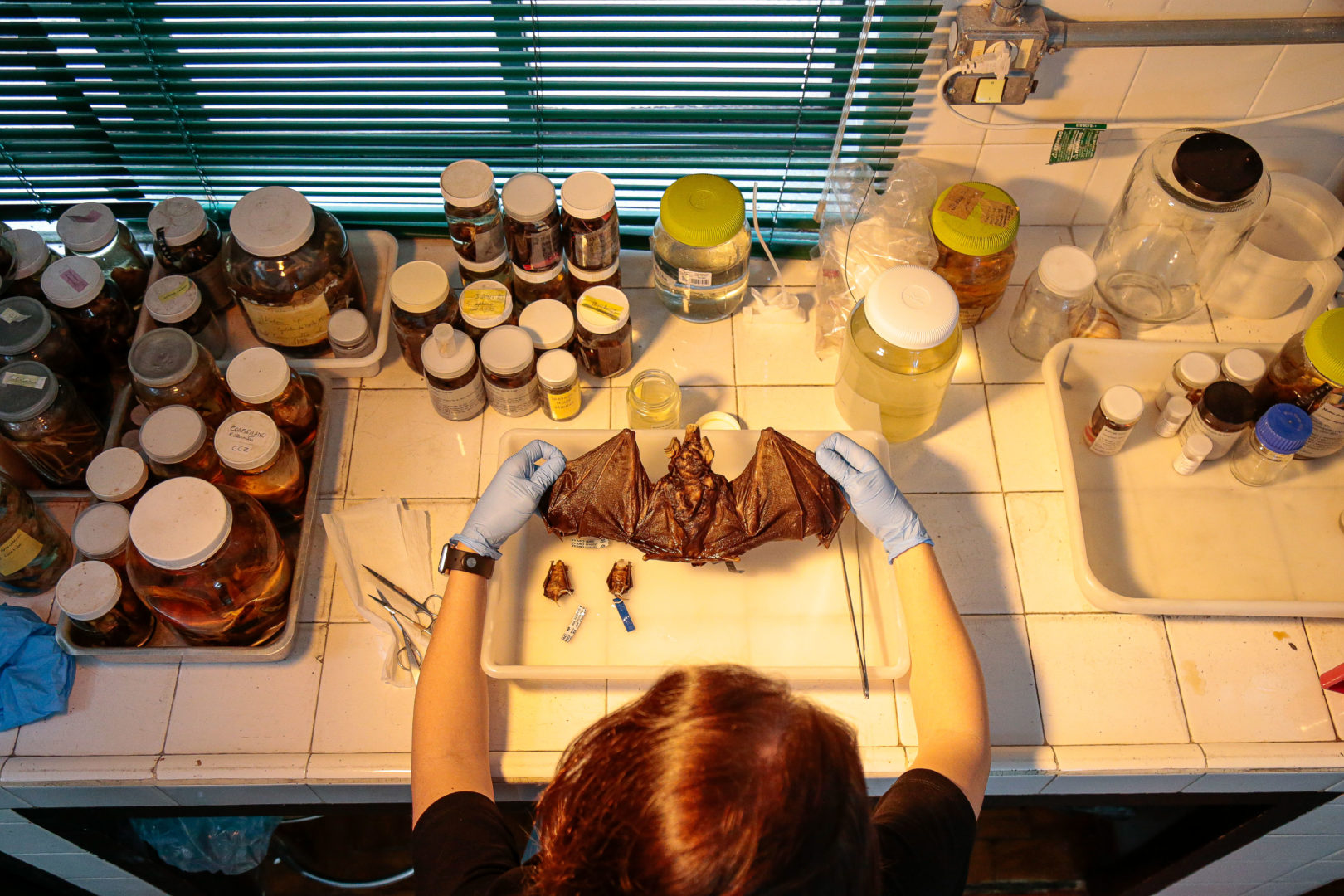 Pesquisadora segura uma espécie morcego que faz parte do acervo zoológicos do Museu de Zoologia da USP. Foto: Cecília Bastos/USP Imagens