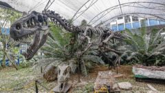 Museu da Geociências parte 2