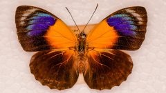 Acervo do Laboratório de borboletas e mariposas do Museu de Zoologia da USP. Foto: Cecília Bastos/USP Imagem