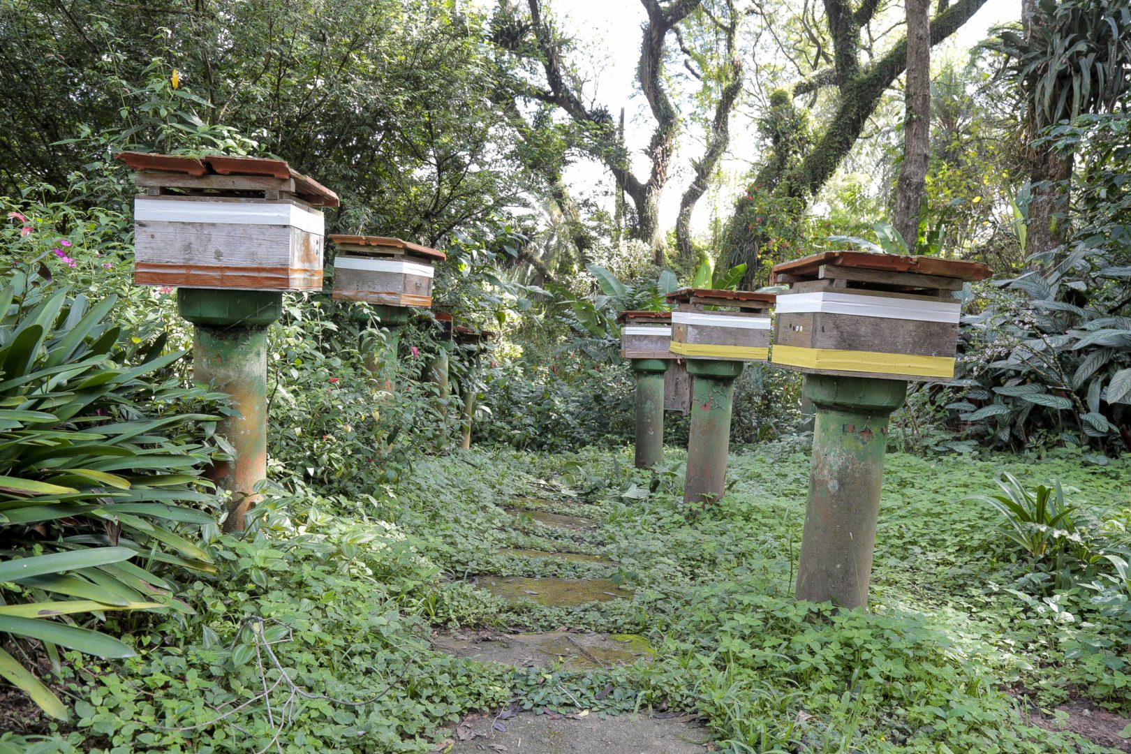 Laboratório de Abelhas cultiva abelhas sem ferrão e pesquisa o risco de extinção. Instituto de Biociências (IB).