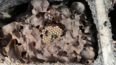 Laboratório de Abelhas cultiva abelhas sem ferrão e pesquisa o risco de extinção. Instituto de Biociências (IB). II
