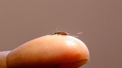 Malária – Prevenção – Instituto de Ciências Biomédicas