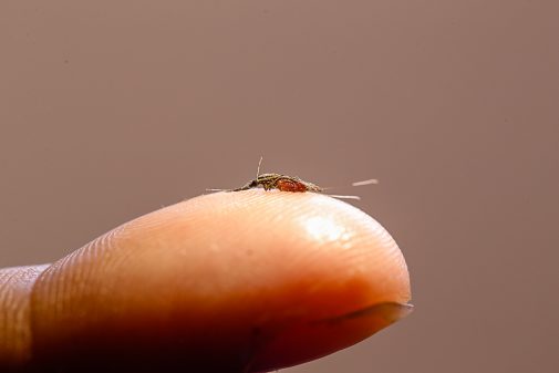 Malária – Prevenção – Instituto de Ciências Biomédicas