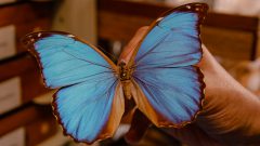 Acervo de coleções de borboletas no Muzeu de Zoologia. Foto: Cecília Bastos/USP Imagem
