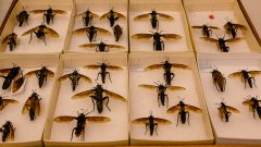 Acervo de coleções de insetos no Muzeu de Zoologia. Foto: Cecília Bastos/USP Imagem