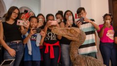 Visita dos alunos do ensino fundamental ao Museu de Zoologia. Foto: Cecília Bastos/USPImagem