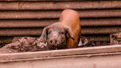 Porco criado no quintal de casa. Foto: Cecília Bastos/USP Imagem