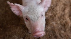 Porcos do Departamento de Avaliação Animal e qualidade de carne do campus de Pirassununga.