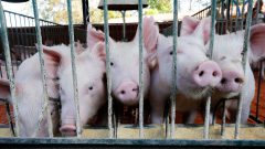 Porcos do Departamento de Avaliação Animal e qualidade de carne do campus de Pirassununga.