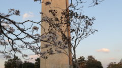 Praça do Relogio com árvore florida
