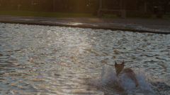 Cachorro brincando no espelho d'água na Praça do Relógio. Foto: Cecília Bastos/USP Imagens