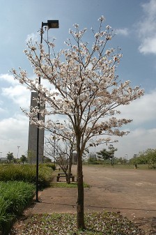 Flora III – Campus da Capital