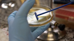 Semeadura para contagem das bacterias no laboratório de microbiologia de alimentos.