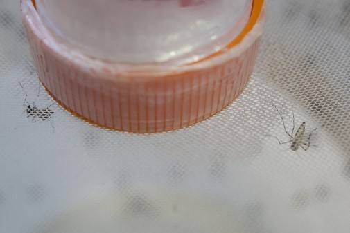 ICB – II  Laboratório de Mosquitos Geneticamente Modificados