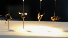 Moscas coletadas para experimento de entomologia forense pela bióloga Maria Luiza Cavallari da Faculdade de Medicina. foto Cecília Bastos/Usp Imagens