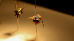 Moscas coletadas para experimento de entomologia forense pela bióloga Maria Luiza Cavallari da Faculdade de Medicina. foto Cecília Bastos/Usp Imagens