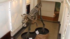 Museu de Zoologia III