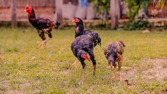 Criação de galinha e galo soltos no campo. Foto Cecília Bastos/Usp Imagem