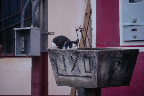 gatos de rua. Foto: Cecília Bastos/USP Imagem