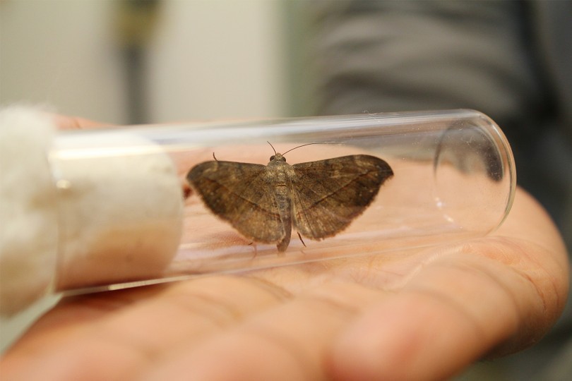 Laborat\u00f3rio de Biologia de Insetos \u00bb USP Imagens - Banco de imagens da USP